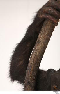 Chimpanzee Bonobo arm 0005.jpg
